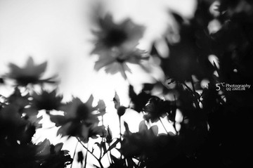 花儿