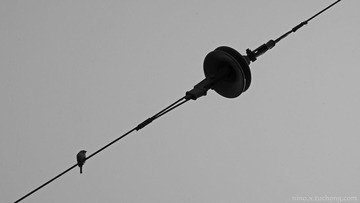 bird