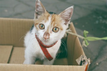 猫