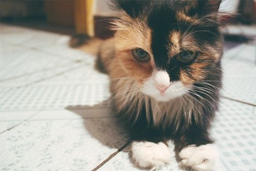 猫