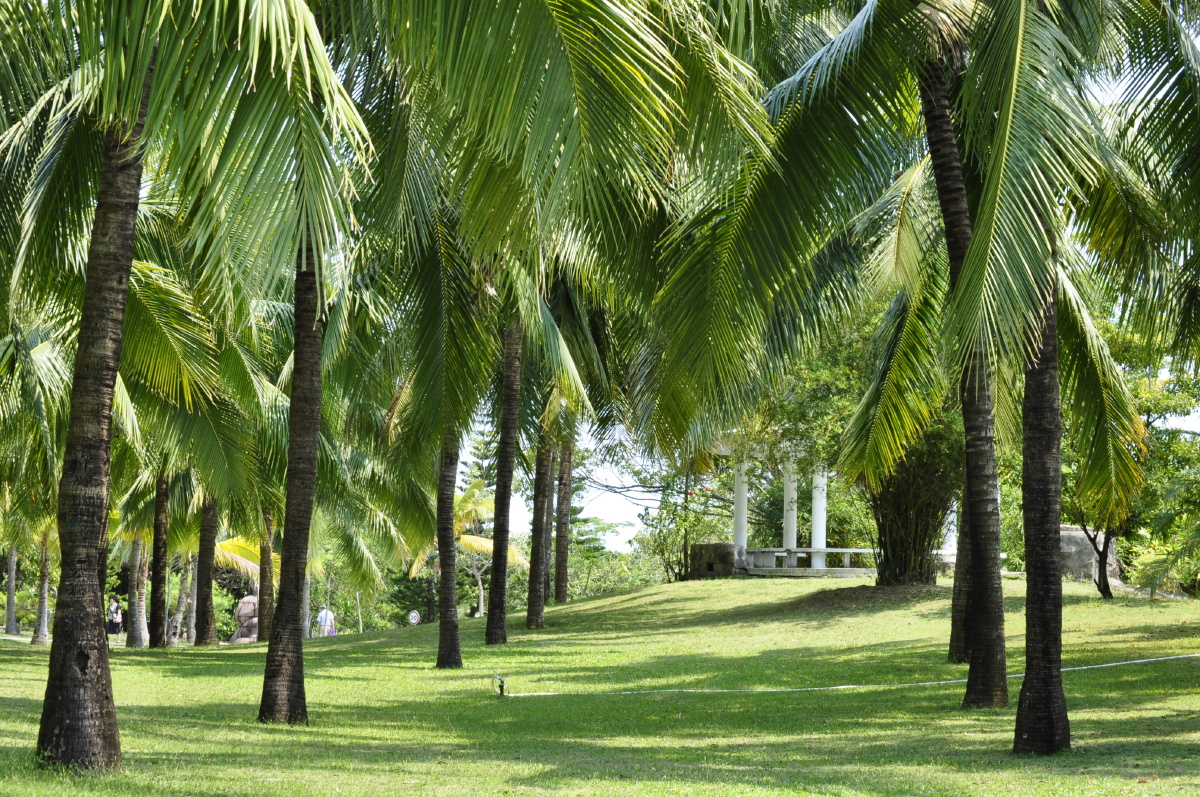 椰子树林