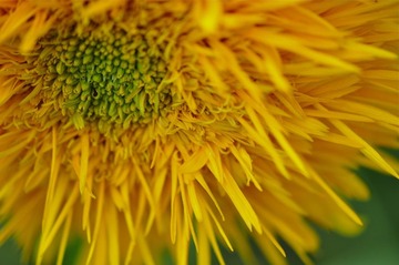菊花葵