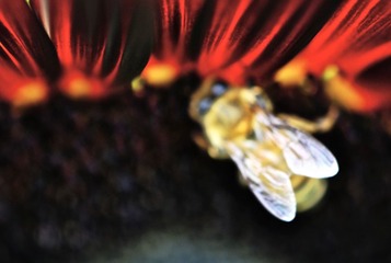 蜂