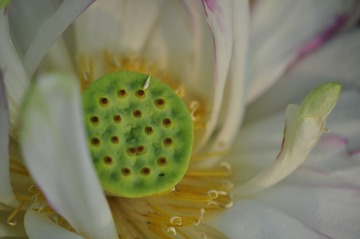 荷花之4