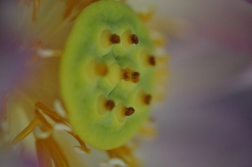 _荷花之8