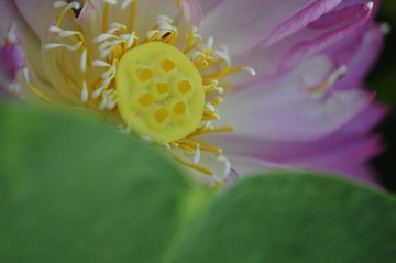 _荷花之10