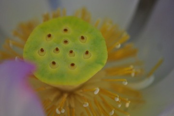荷花之11