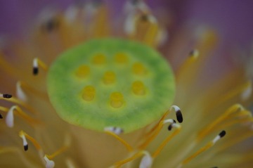 _荷花之13