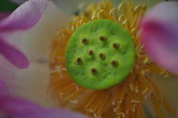 _荷花之14