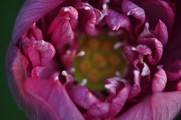 荷花之15