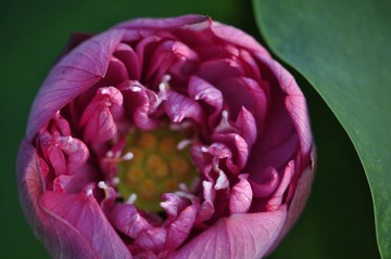 _荷花之16