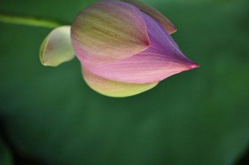 _荷花之17