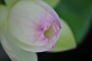 荷花之18
