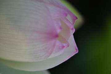 荷花之19
