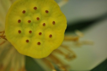 荷花之20