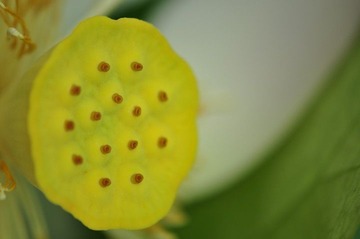 荷花之21