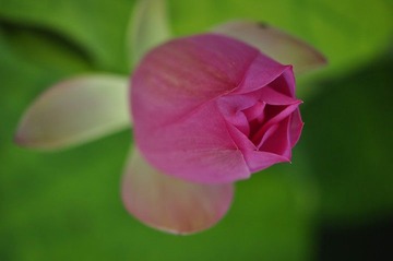 _荷花之22夏的使者