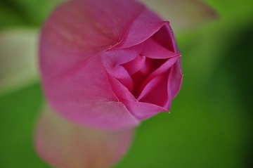 荷花之23