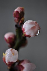 _DSC0015.JPG