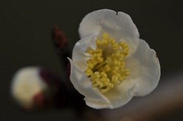梅花004.JPG