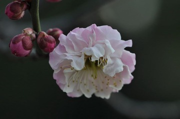 梅花008.JPG