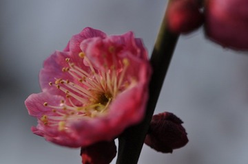 梅花024.JPG