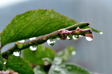 _DSC0116.JPG