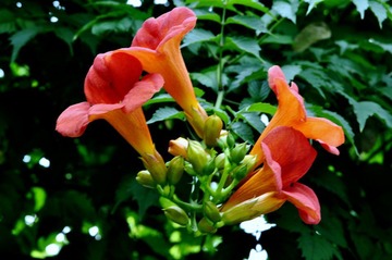 _DSC0077.JPG