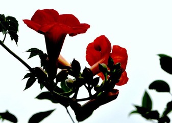 _DSC0081.JPG