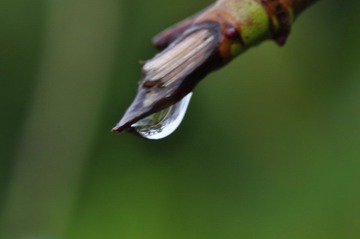 _DSC0087.JPG