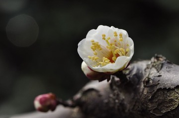 复件 _DSC0127.JPG