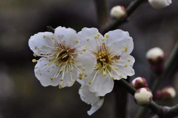 复件 _DSC0207.JPG