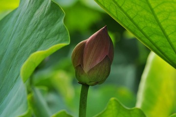 _DSC0052
