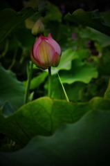 _DSC0032