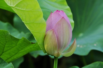 _DSC0060