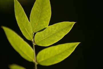 _MG_1052.jpg