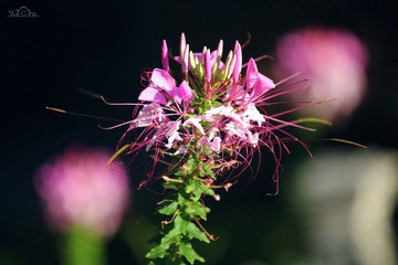 IMG_0733.jpg