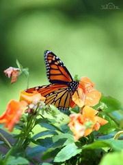 IMG_1102.jpg