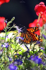 IMG_1124.jpg