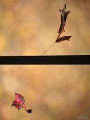 IMG_1737.JPG