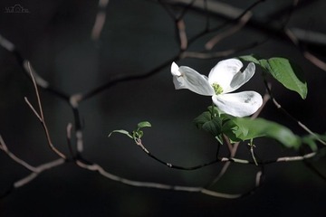 IMG_5073x.jpg
