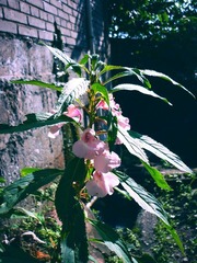 凤仙花 (6)