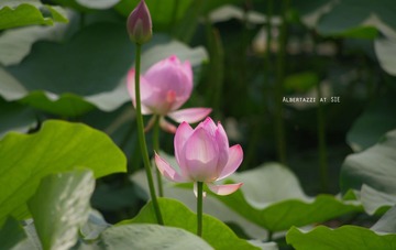 荷