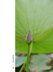 陪我一起等待花开吧