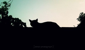 Shadow of the cat