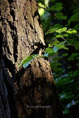 20110528-DSC_2537