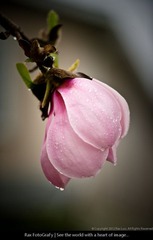 DSC_8821.jpg