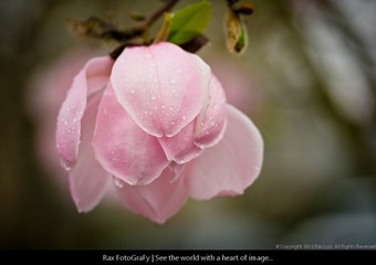 DSC_8809.jpg