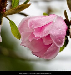 DSC_8804.jpg