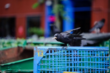 _DSC4500.jpg